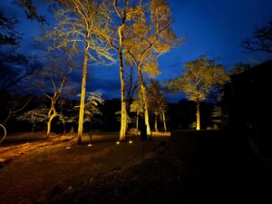 Treelighting6